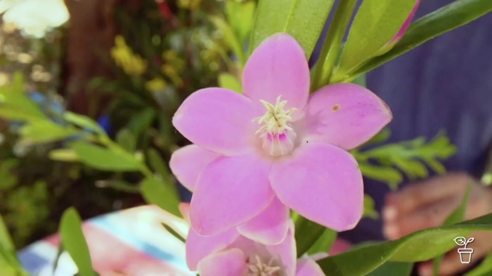 Large pink flower growing on a plant in a garden