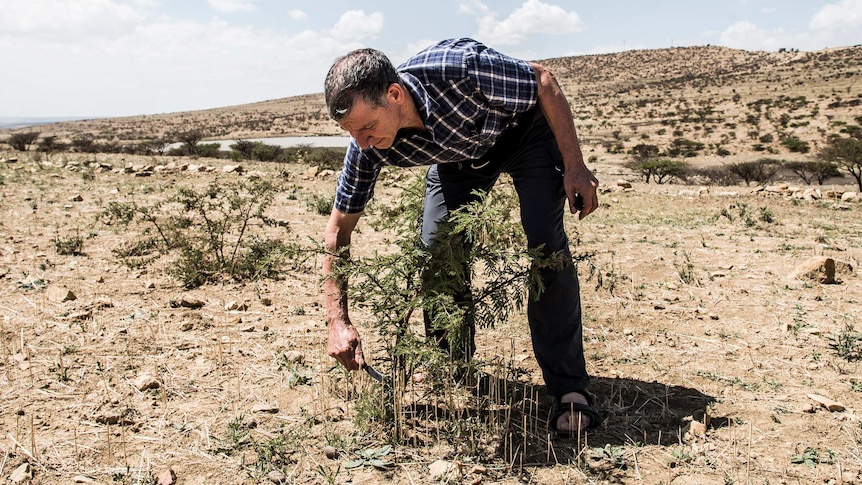 Tony Rinaudo clips a plant growing in a dry field.