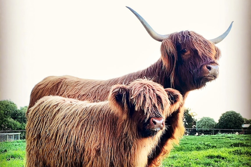 A Scottish highland cow with long horns and a shaggy coat, stands in a grass paddock with her calf