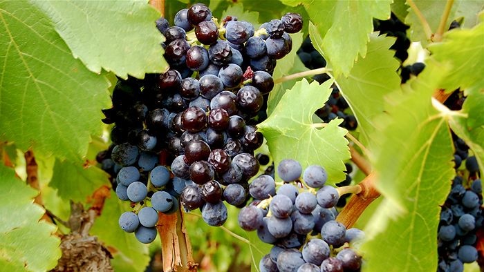 Hunter vineyards on track for an early harvest after getting vital rain.