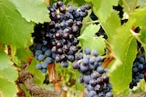A close up shot of grapes on the vine.