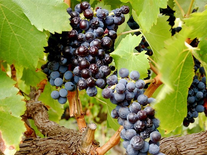 grapes on the vine