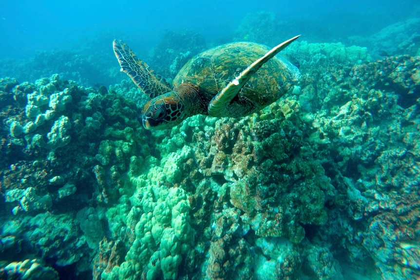 A green sea turtle swims near coral in a bay on the west coast of the Big Island near Captain Cook, Hawaii