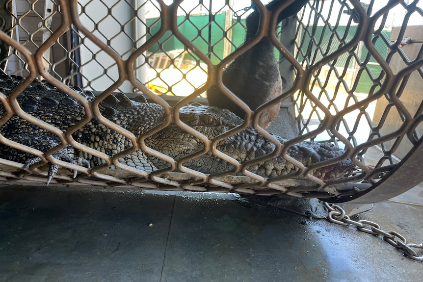 A crocodile in a cage