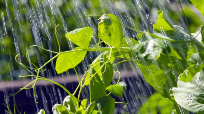 Plants being watered in outdoor garden