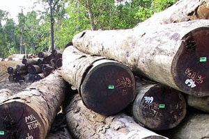 Logging (File photo) (Reuters)