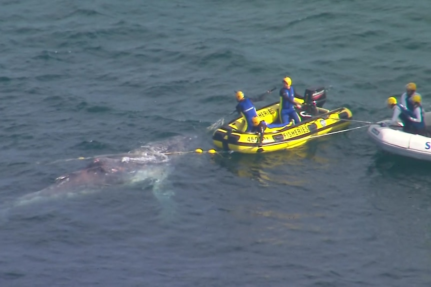 An aerial shot of a boat rescuing a whale caught in a shark net.