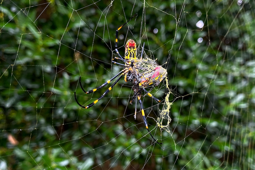 A large yellow spider with black and red markings sits in a web 