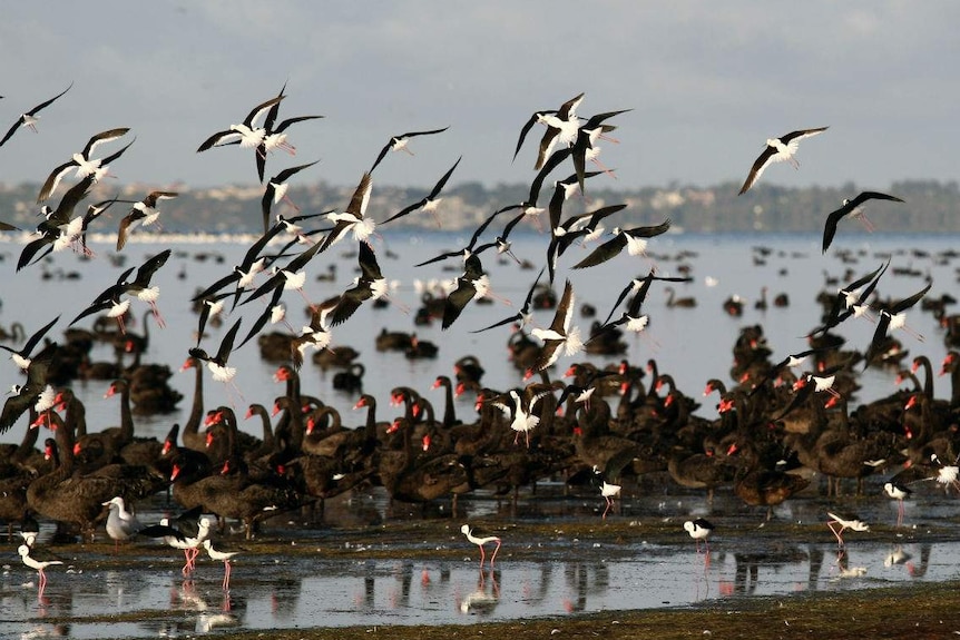 A flock of birds and swans in a waterway.