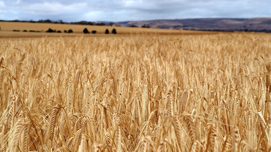 Sanderston barley crop