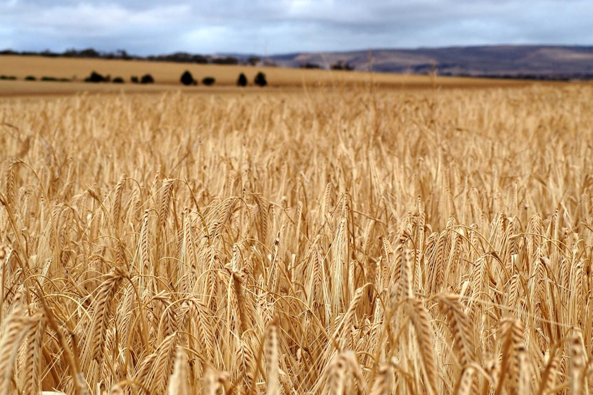 Sanderston barley crop