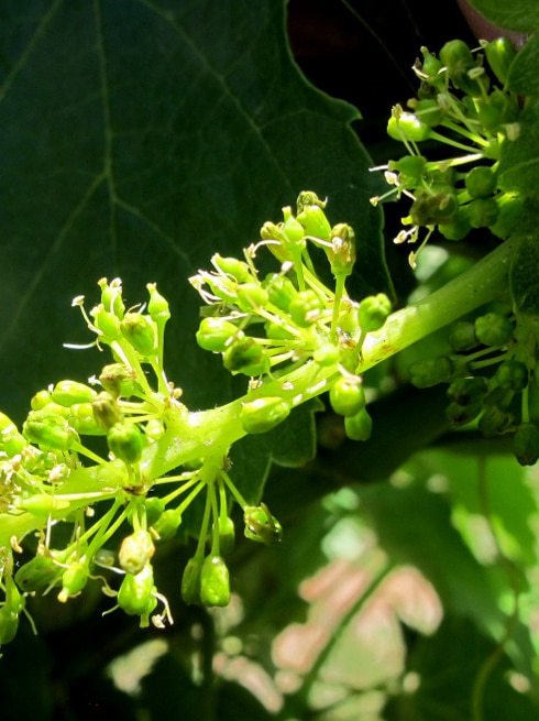 Jim the shiraz vine flowering