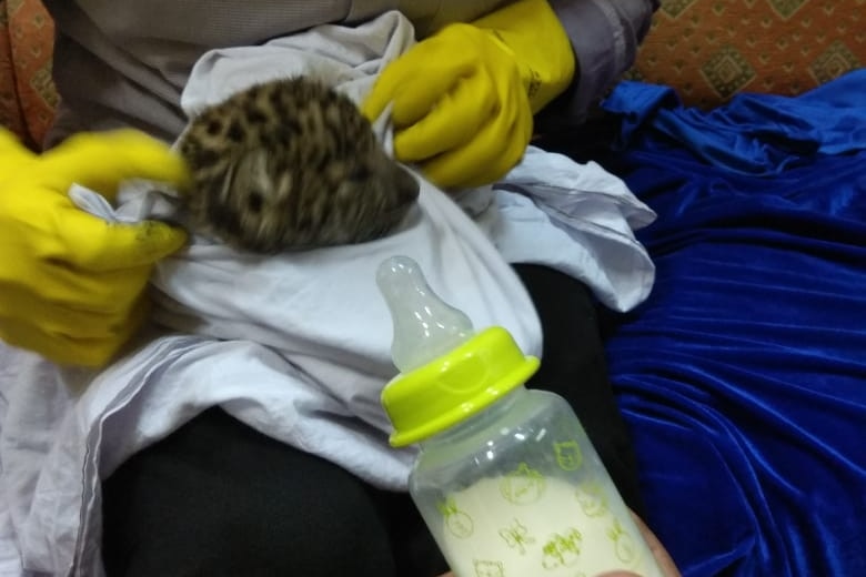 Customs officers fed the leopard cub milk to replenish its energy.