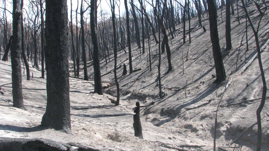 Charred trees stand in an ashen and burnt valley.