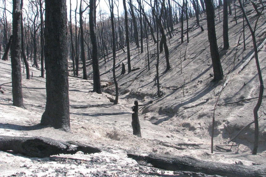 Charred trees stand in an ashen and burnt valley.