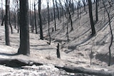Charred trees stand in an ashen and burnt valley.