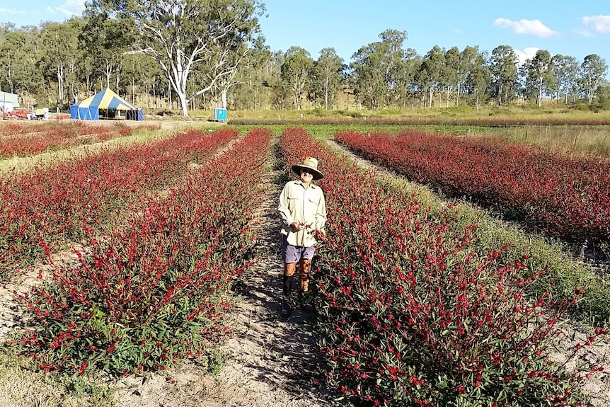 Greg Petersen in his rosella field