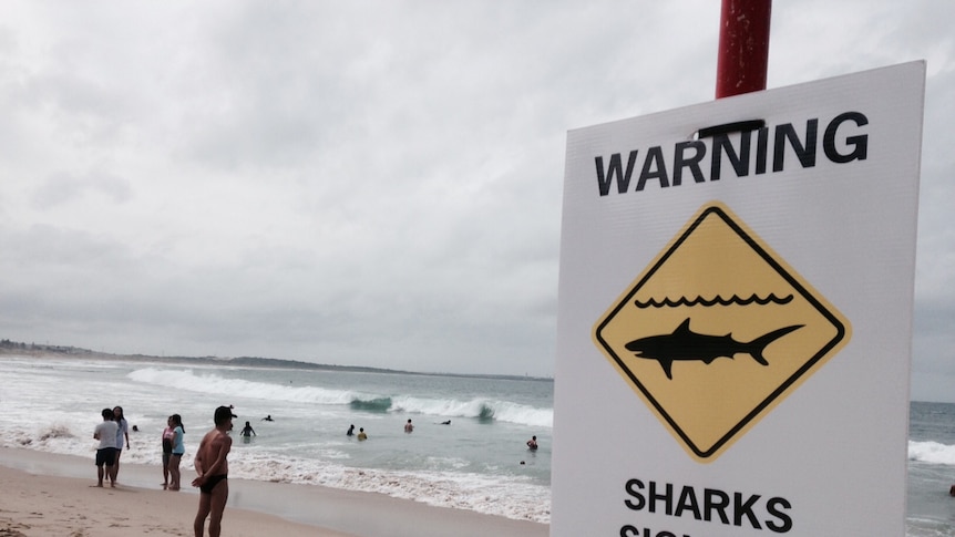 A sign at the beach advises swimmers the beach is closed.