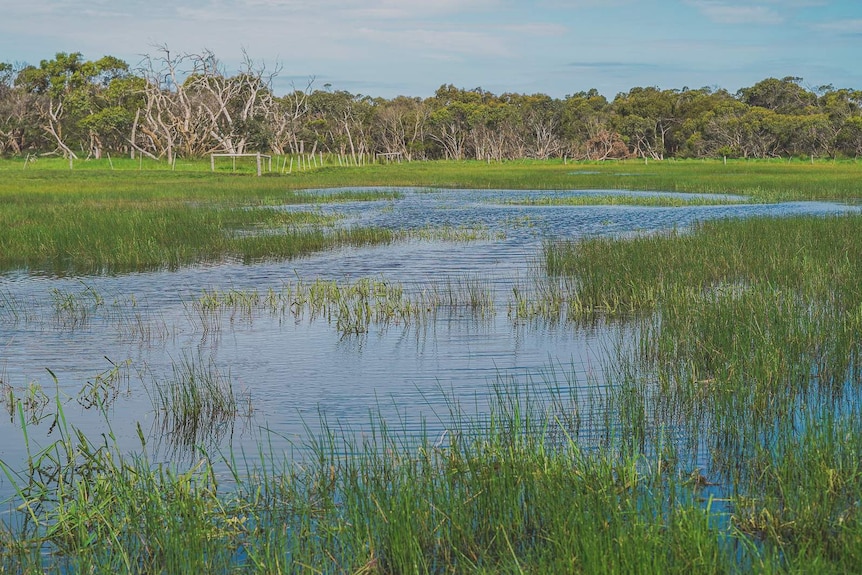 A shallow body of water on a paddock surrounded by tall grass.