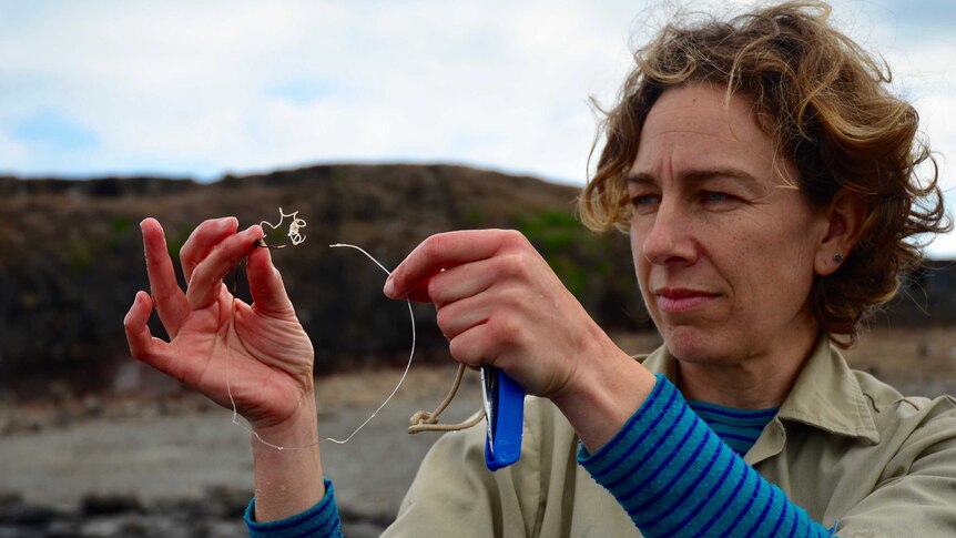 Researcher Rebecca McIntosh holds up a piece of plastic removed from the neck of a seal.