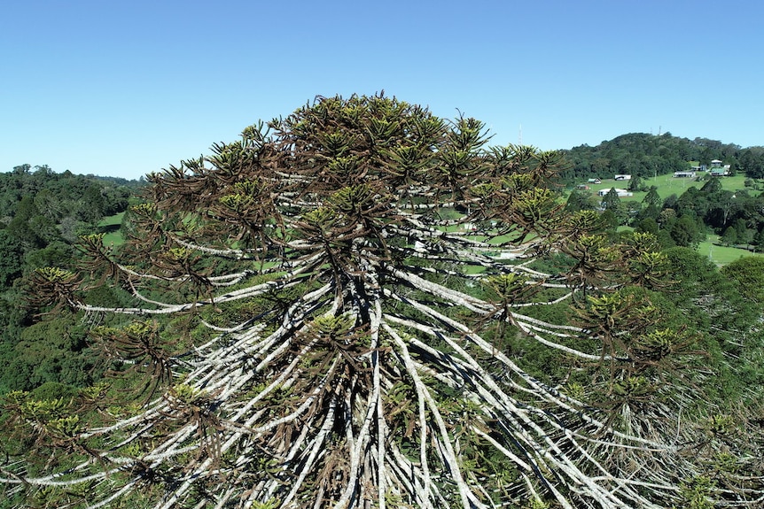 Brown and dying bunya crown