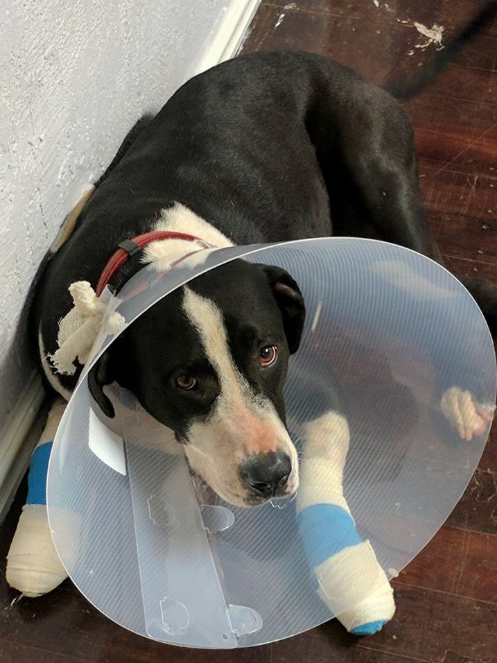 A dog with bandaged paws and a cone on its head lies on the floor.