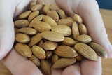 A small pile of almonds sitting in a pair of hands.