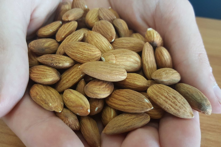 A small pile of almonds sitting in a pair of hands.