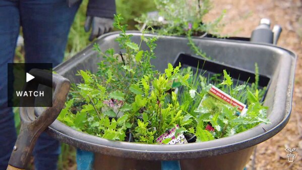 A wheelbarrow filled with a selection of native plant seedlings. Has Video.