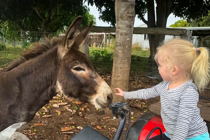 A donkey with a little girl reaching out towards his nose.