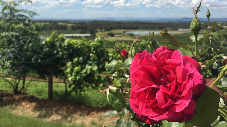 Hunter Valley vineyard, wine, grapes generic