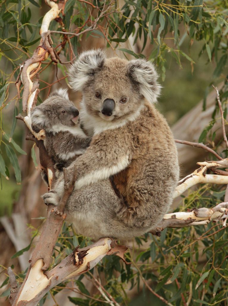Two koalas sitting in a tree