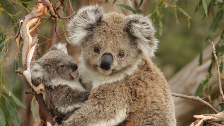 Two koalas sitting in a tree