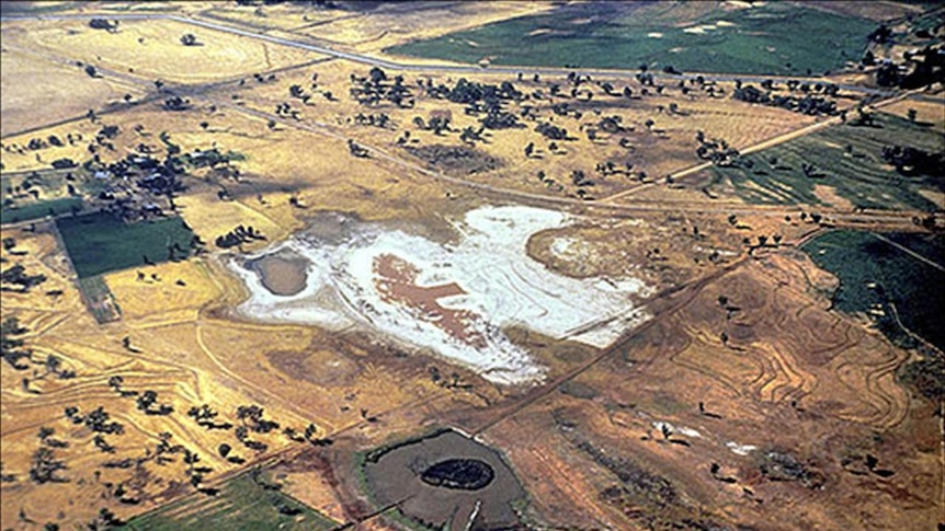 Salt scald from the air, NSW