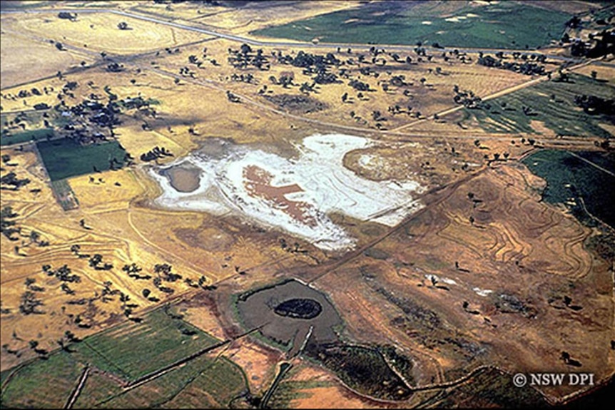 Salt scald from the air, NSW