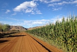 Corn in the Ord Valley