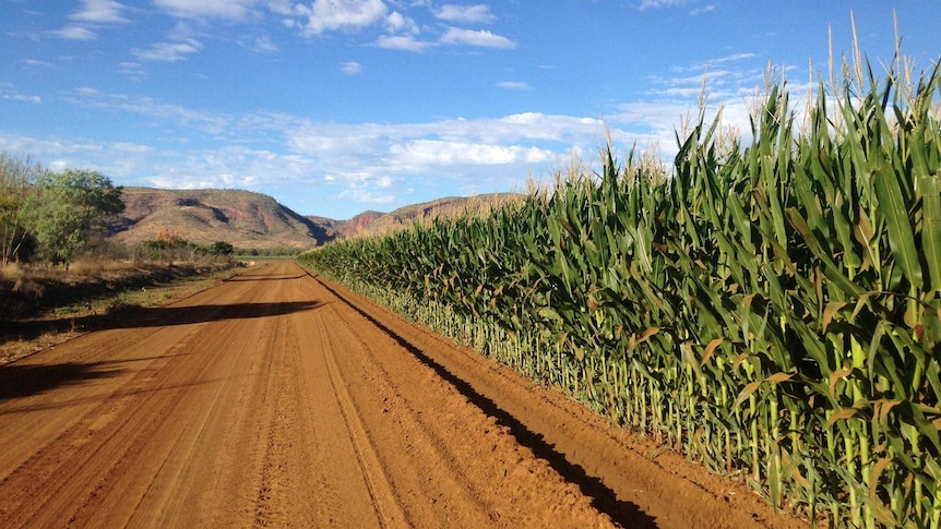 Corn in the Ord Valley