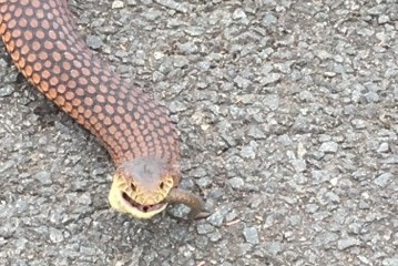 A snake is eating a snake.