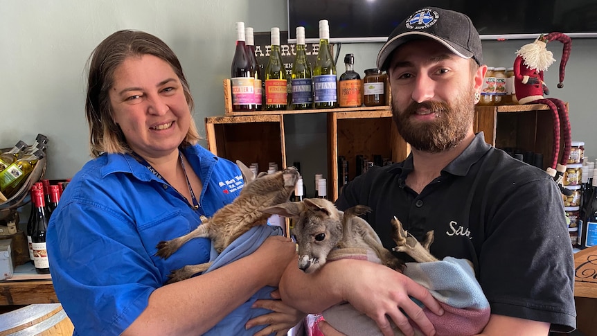 A woman and a man stand next to each other holding baby kangaroos in their arms. 