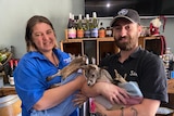 A woman and a man stand next to each other holding baby kangaroos in their arms. 