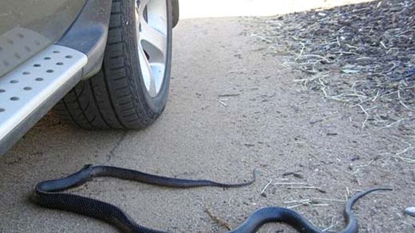 'It's a jolly big black snake eating another one!'