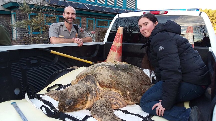 A large, sandy loggerhead turtle on a cushioned surface in the back of a ute. A man and woman are positioned either side.
