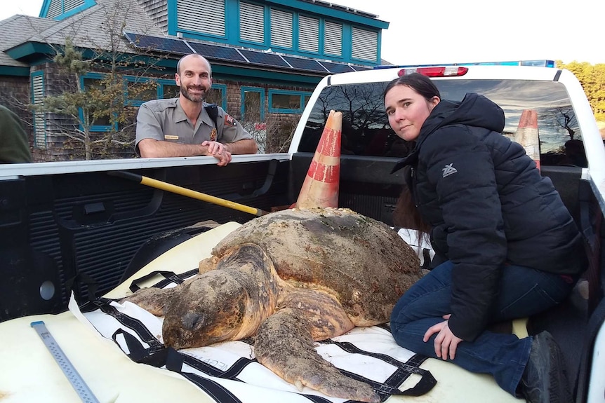 A large, sandy loggerhead turtle on a cushioned surface in the back of a ute. A man and woman are positioned either side.