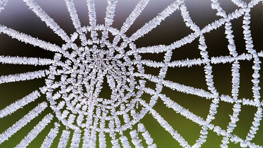 Frosted spiderweb by Leanne Osmond