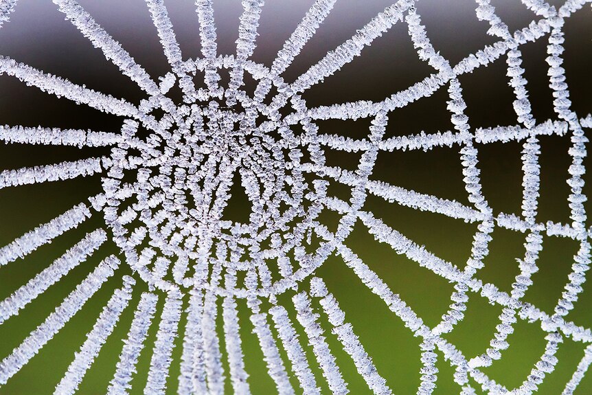 Frosted spiderweb by Leanne Osmond