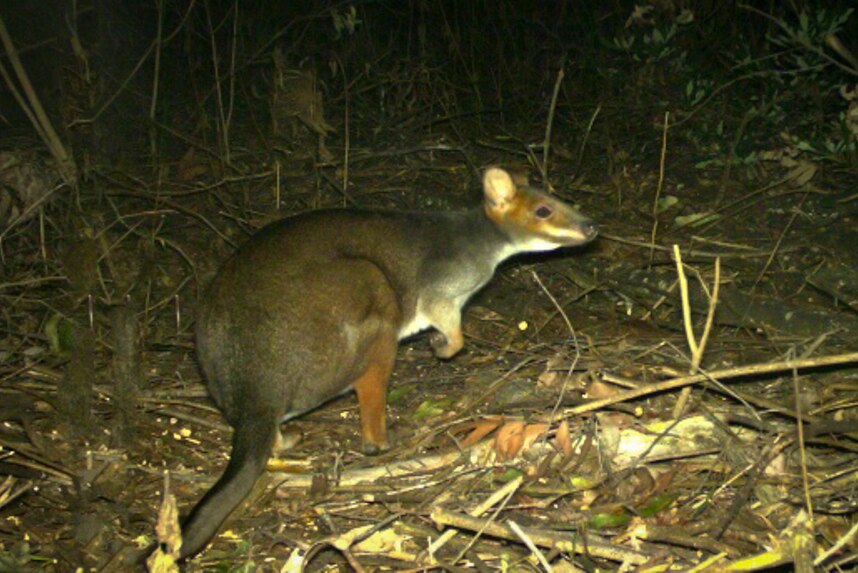 A red and grey marsupial standing in a burnt forest sniffs the air.