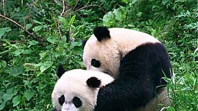 At the end of 2004, China had 163 pandas in captivity (file photo).