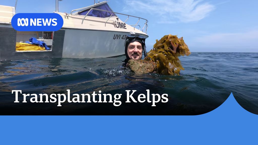 Transplanting kelps. Diver holding kelps in the ocean. 