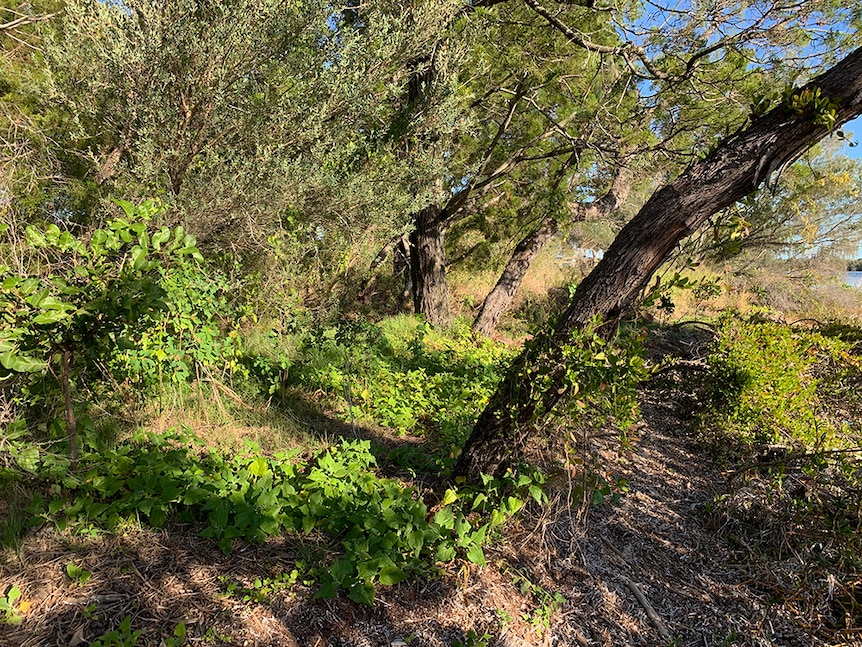 Warrigal greens growing in a coastal location in the Northern Rivers.