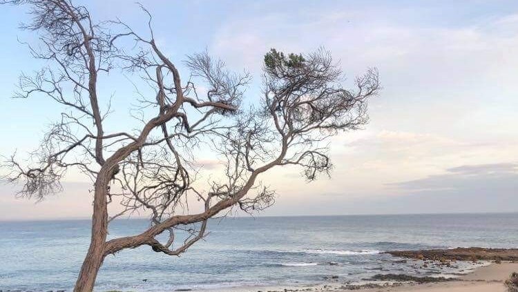 A portrait photo at dusk shows a wind-swept spindly tree reaching toward a rocky beach stretching to the horizon.
